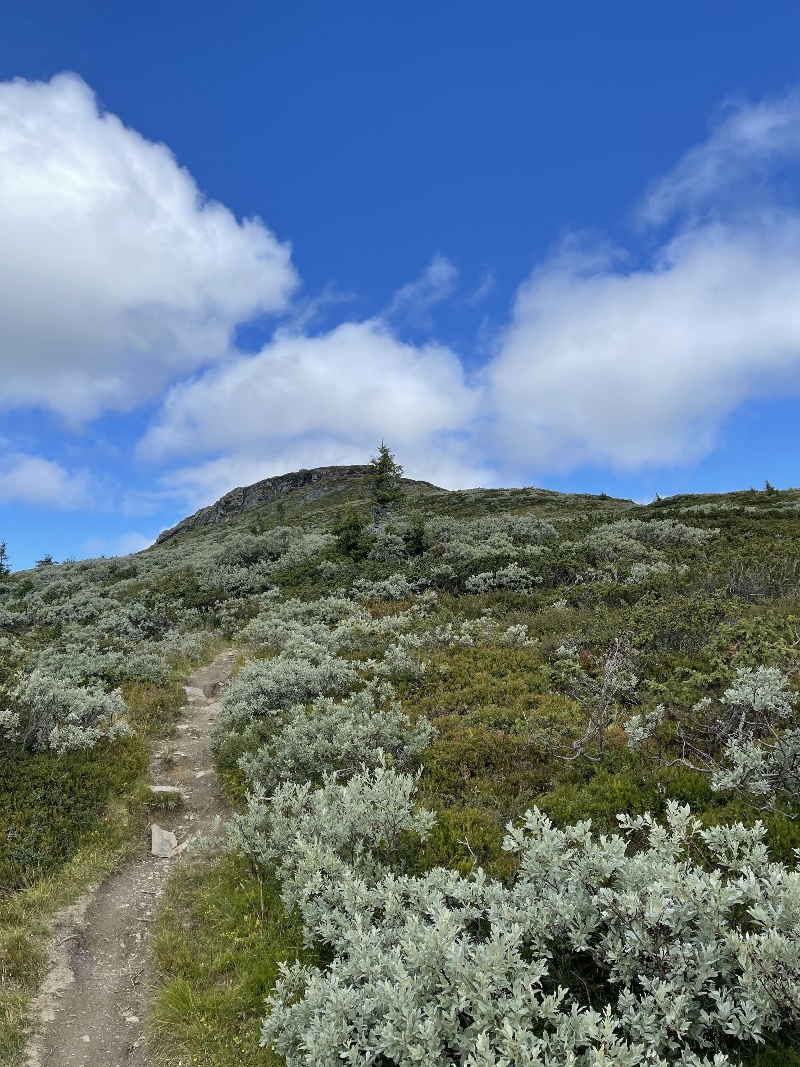 Tursti med fjell på Skei